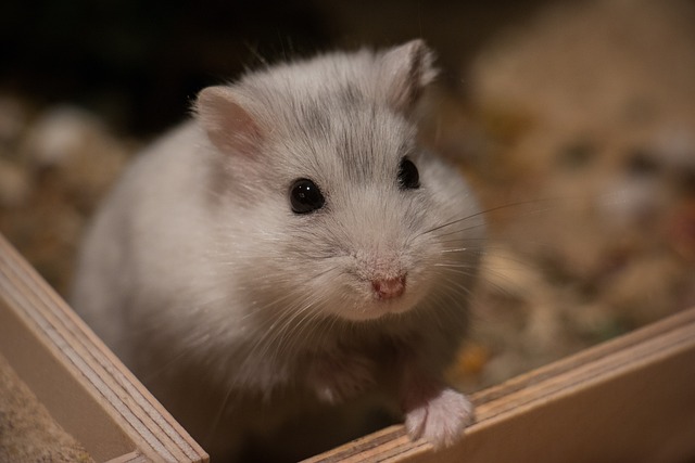 Waarom een hamster het perfecte huisdier voor jou kan zijn